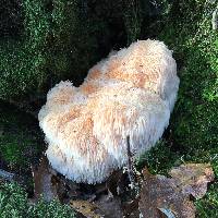 Hericium erinaceus image