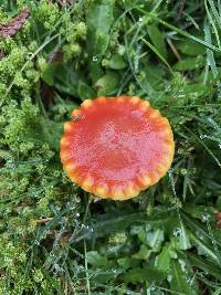 Hygrocybe miniata image