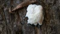 Hericium erinaceus image