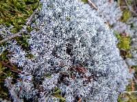 Cladonia rangiferina image