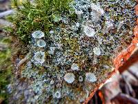 Cladonia chlorophaea image