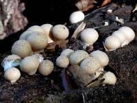 Lycoperdon pyriforme image