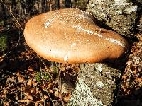 Fomitopsis betulina image