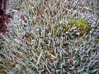 Cladonia coniocraea image