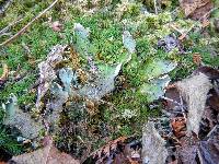 Peltigera aphthosa image