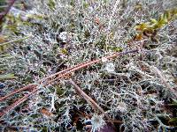 Cladonia amaurocraea image