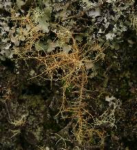 Usnea rubicunda image