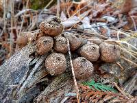 Lycoperdon pyriforme image