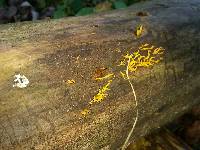 Calocera cornea image