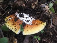 Amanita calyptroderma image