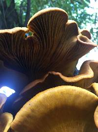 Omphalotus olivascens image