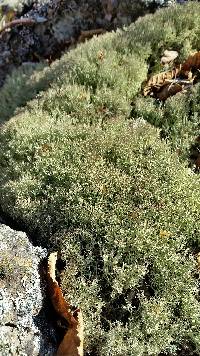 Cladonia amaurocraea image