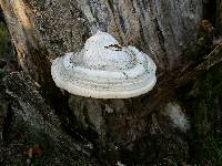 Fomes fomentarius image