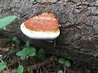 Fomitopsis pinicola image