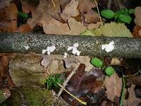 Schizophyllum commune image