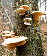 Pleurotus ostreatus image