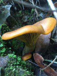 Omphalotus olivascens image