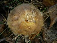 Lactarius controversus image