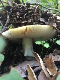 Amanita calyptroderma image