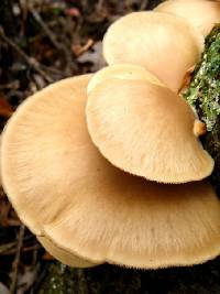 Pleurotus ostreatus image