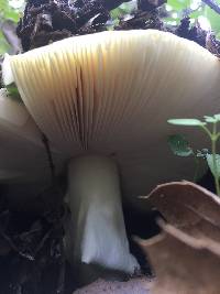 Amanita calyptroderma image