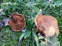 Paxillus involutus image