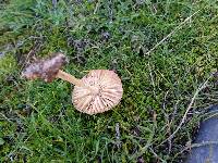 Marasmius oreades image