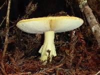 Amanita calyptroderma image