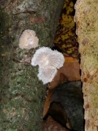 Schizophyllum commune image