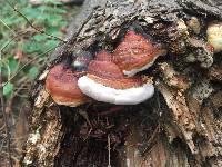 Fomitopsis pinicola image