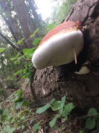 Fomitopsis pinicola image