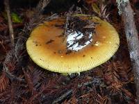 Amanita calyptroderma image