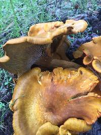 Omphalotus olivascens image