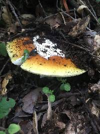 Amanita calyptroderma image