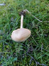 Marasmius oreades image