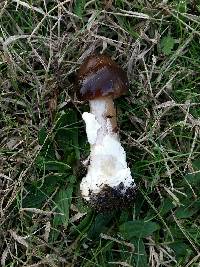 Volvariella gloiocephala image