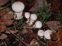 Lycoperdon perlatum image