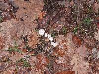 Lycoperdon perlatum image