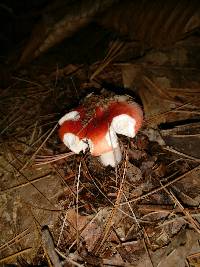 Russula cystidiosa image