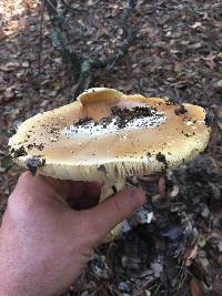 Amanita calyptroderma image