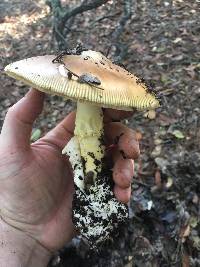 Amanita calyptroderma image