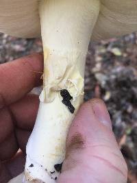 Amanita calyptroderma image