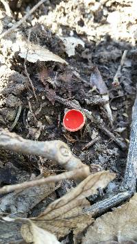 Sarcoscypha coccinea image