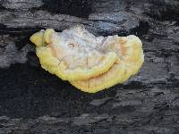 Laetiporus gilbertsonii image