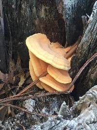 Laetiporus gilbertsonii image