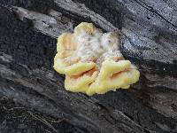 Laetiporus gilbertsonii image