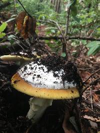 Amanita calyptroderma image