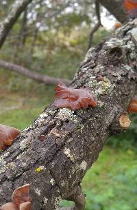 Auricularia auricula-judae image