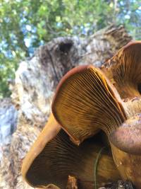 Omphalotus olivascens image