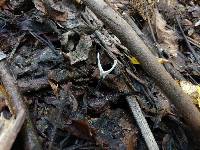 Xylaria hypoxylon image